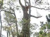 Serendipity Mubende: Sacred Nakayima Tree