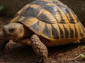 Essential Tips Keeping Your Tortoise Happy Healthy