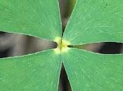 Monthly Fern: Water Clover Spores