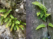Monthly Fern: Polypodies Fern They?)