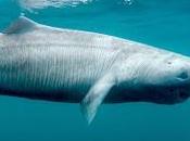 Long Life Disadvantage