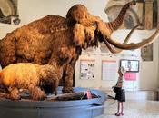 WHEN MAMMOTHS WALKED EARTH: Meeting Wooly Mammoths Natural Science Museum, Bergamo, Italy