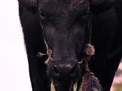 அழகி பேரழகி, அழகான கண்ணழகி Beauty Lies Eyes Beholder