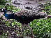 Chasing Dream Girl மயிலே தோகை இங்கே