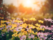 Simple Ways Make Your Garden Feel More Peaceful