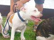 SOCIALIZATION with ESCOBAR American Bully Meets Friends Greenfield!