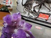 DINOSAURS, ROCKS, MINERALS MORE: Hands-On Science Pacific Museum Earth UBC, Vancouver, Canada