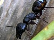 Close-up கட்டெறும்பு