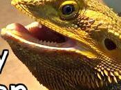 Understanding Bearded Dragon Behavior: Common Patterns