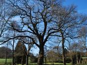 Tending Trees Part