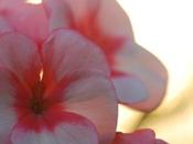 Leaping Into WordPress