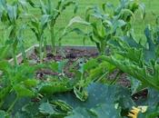 Greenhouse Update