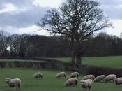 Margaret’s Lamb