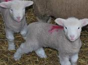 Gratuitous Lamb Photos