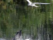Forster's Tern பறவைகள் விதம்