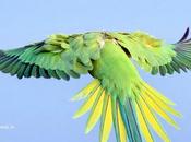 தலையைக் குனியும் தாமரையே Parakeet