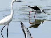Birds Frame Missing Shadow !?!?