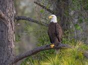 American Bald Eagle