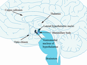 Understanding Controlling Aggression Huberman Notes [2026]