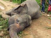 Poison Feared Seven Sumatran Elephants Found Dead