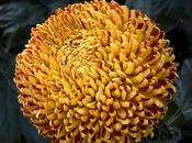 Some Incurve Chrysanthemums Both Regular Irregular