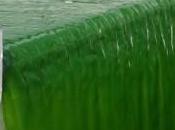 Technology Transforms Algal Biomass Into Biogas