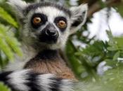 Lemurs Verge Extinction, Primate ‘Collateral Damage’ 2009 Political Crisis Madagascar