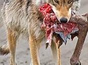 False Teachers Flatteries