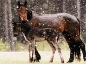 Canadian Wild Horse Roundup Falls Short Goals, Five Protestors Arrested Mischief