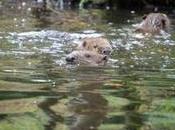 Wildlife Extra News Wild Beavers Spotted Devon