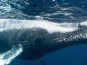 Dear Alaska, Please Don’t Delist Humpback Whales Before They’re Ready
