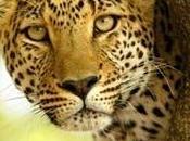 East African Leopard: Victim Victor?