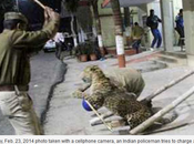 Wild Leopard Injures Evades Capture India