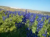 Tiyul: Soche, Givat HaTurmusin, Lupine Hill