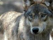 Idaho Fish Game Kills Wolves Lolo Pass Area