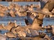 Platte River Sandhill Cranes: Enjoying North America’s Greatest Bird Spectacle