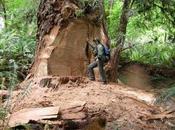 Timber Thieves Threaten California’s Redwood Giants