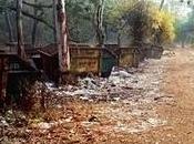 Save Bird Sanctuary from Becoming Garbage Dumping Ground