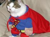 World’s Best Images Animals Dressed Like Superman
