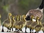Imprinting