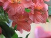 Make Alstroemeria Flowers Last Longer