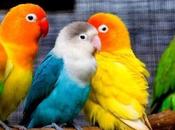 Earth Home Parrots