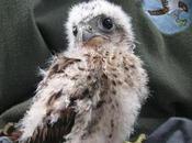 Mauritius Kestrel Scrappy Bird Will Survive Humans? Conservation