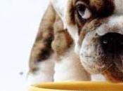 Puppy Food 101: Make Your Stronger