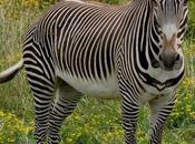 Fact Attack: Endangered Species Grévy’s Zebra