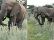 Namibian Elephant Farmlands Subject Hunting Debate Africa Geographic Magazine Blog