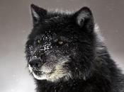 Wolf Weekly Wrap-Up Defenders Wildlife Blog