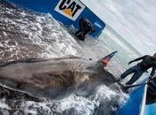 Great White Shark Historic Marathon Migration