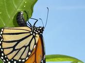 Milkweed Disappears, Monarchs Fading Away (Op-Ed)