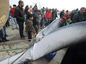 10-metre Whale Caught Tunisia Fisherman’s Nets Dies